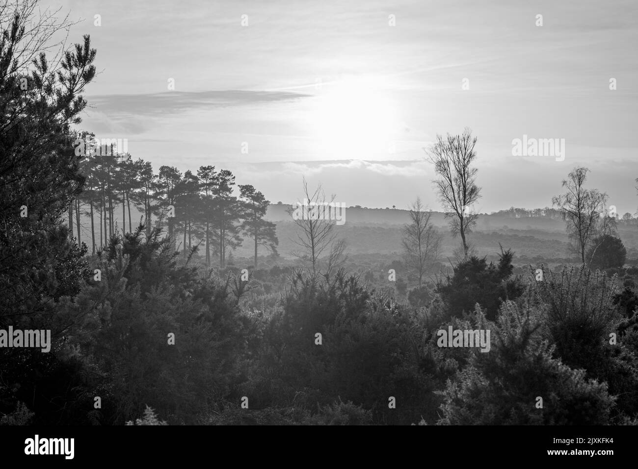 Bright sunlight over hazy, misty black and white landscape of forest