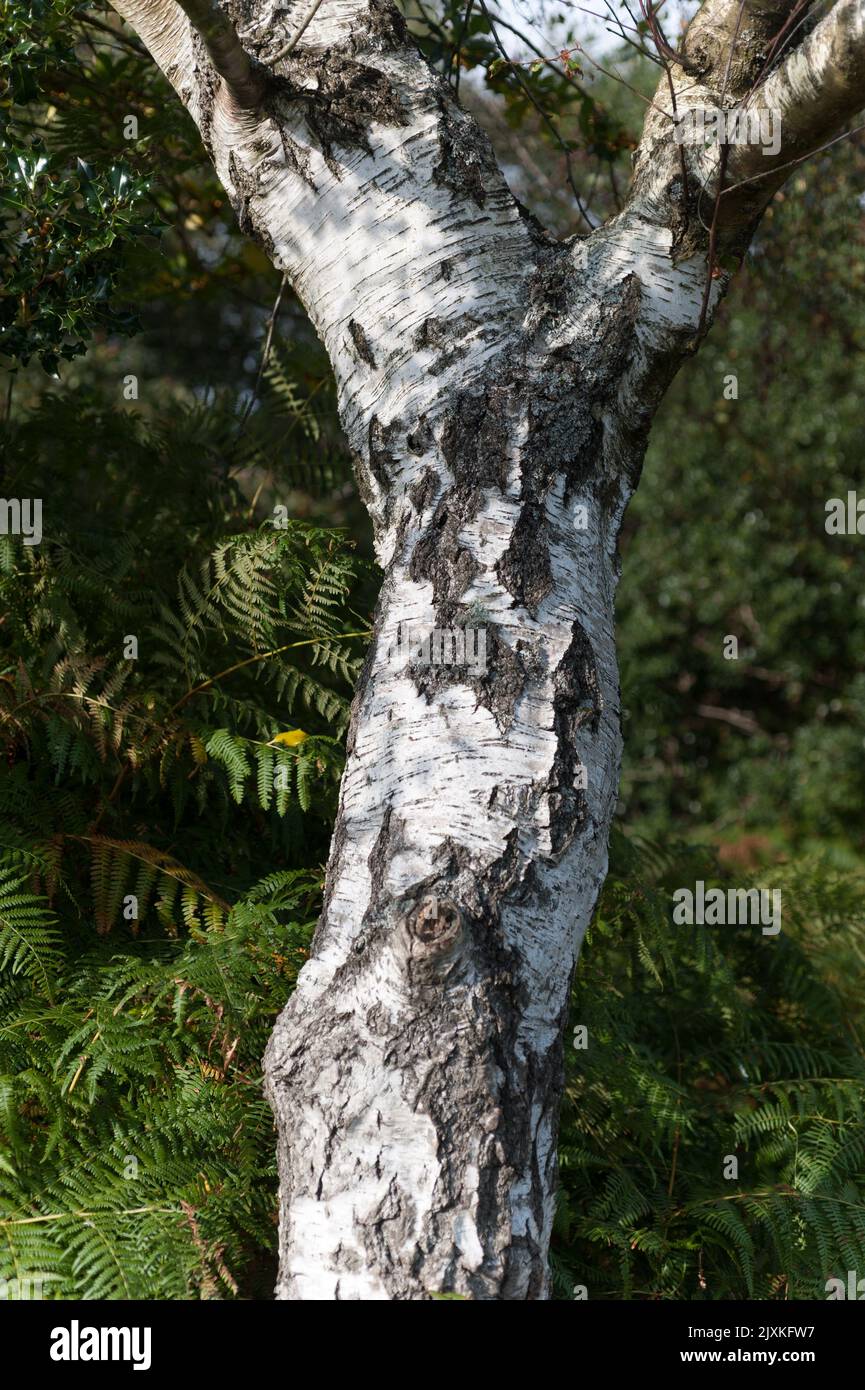 Silver Birch tree white back trunk with dark green background Stock