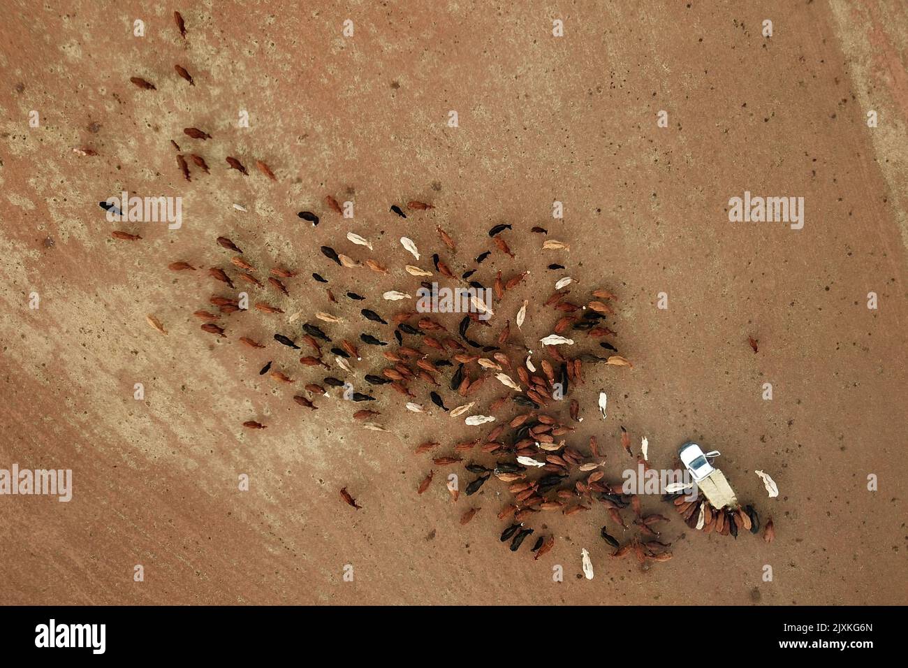 Cattle feed on Hay brought up from Victoria at Lynton west of Parkes, Monday, August 13, 2018