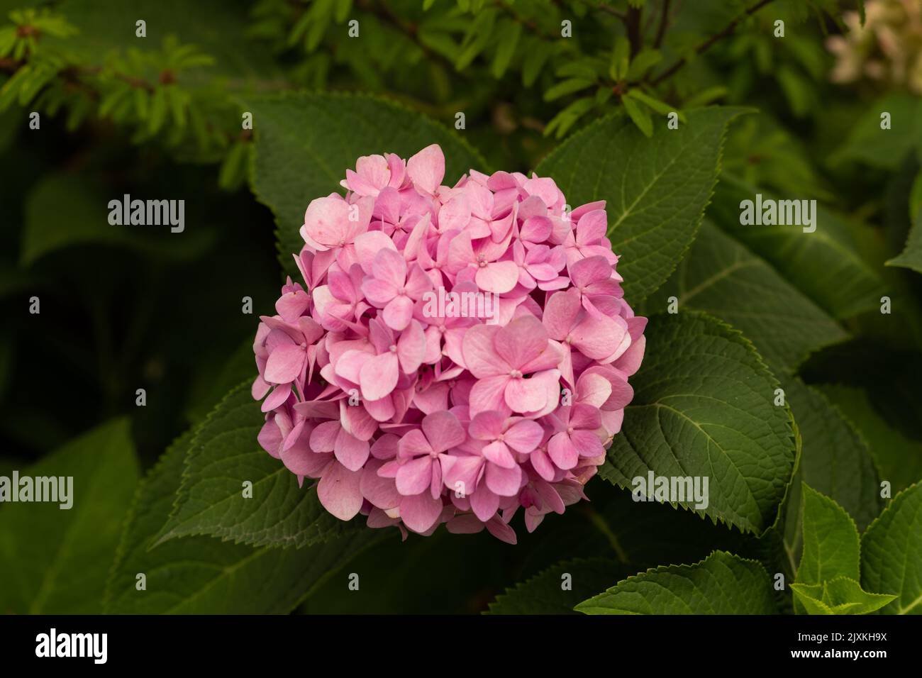 A top view closeup of a beautiful pink French hydrangea surrounded by ...