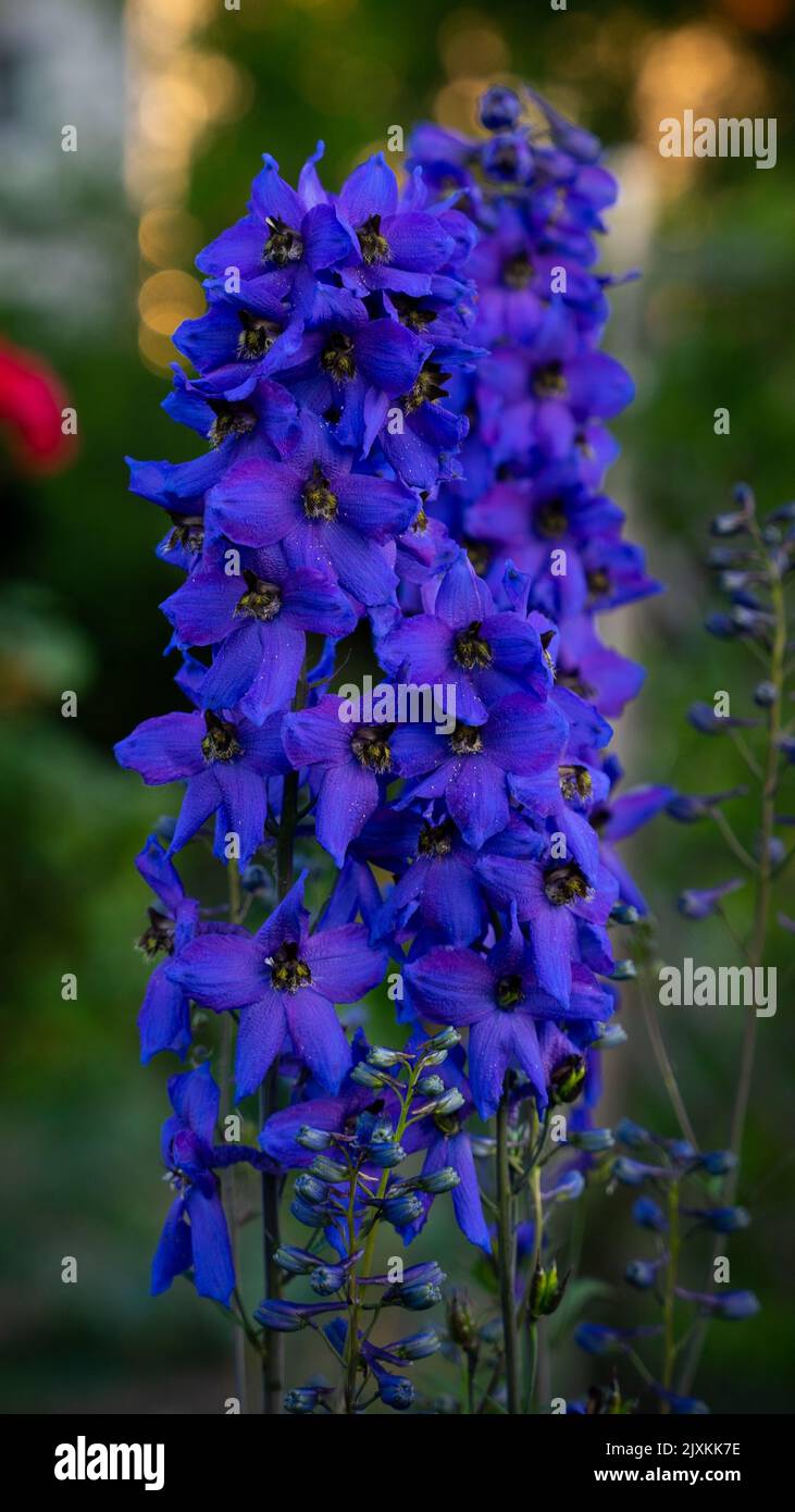 A vertical shot of purple delphinium elatum flowers Stock Photo