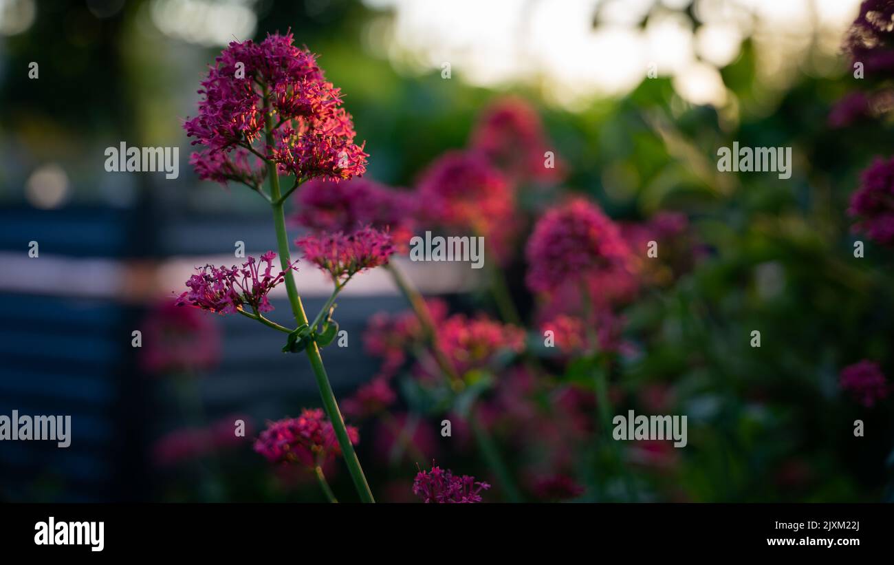 A garden with red valerian flowers on blurred background Stock Photo