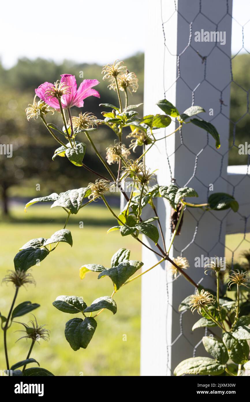 Clematis 'Barbara Harrington' flowers on a trellis. Stock Photo