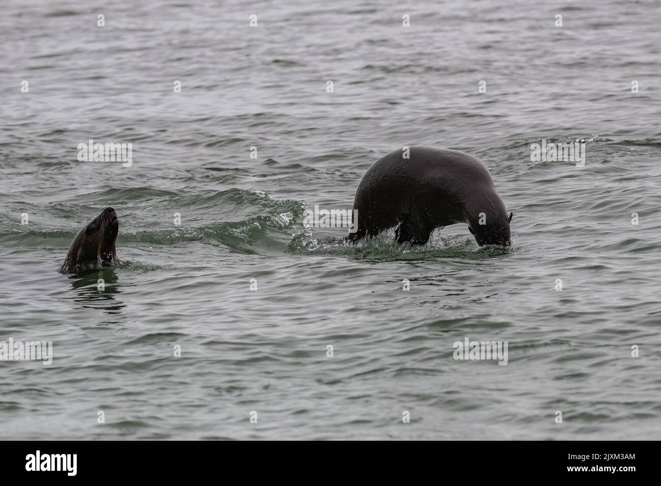 Cape fur seal, Arctocephalus pusillus pusillus, a seal jumping in the