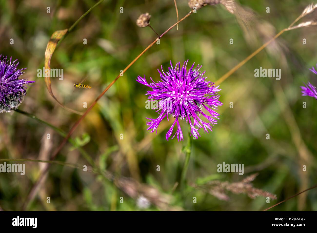 Purple flower of Centaurea scabiosa L. or Greater Knapweed, close up Stock Photo