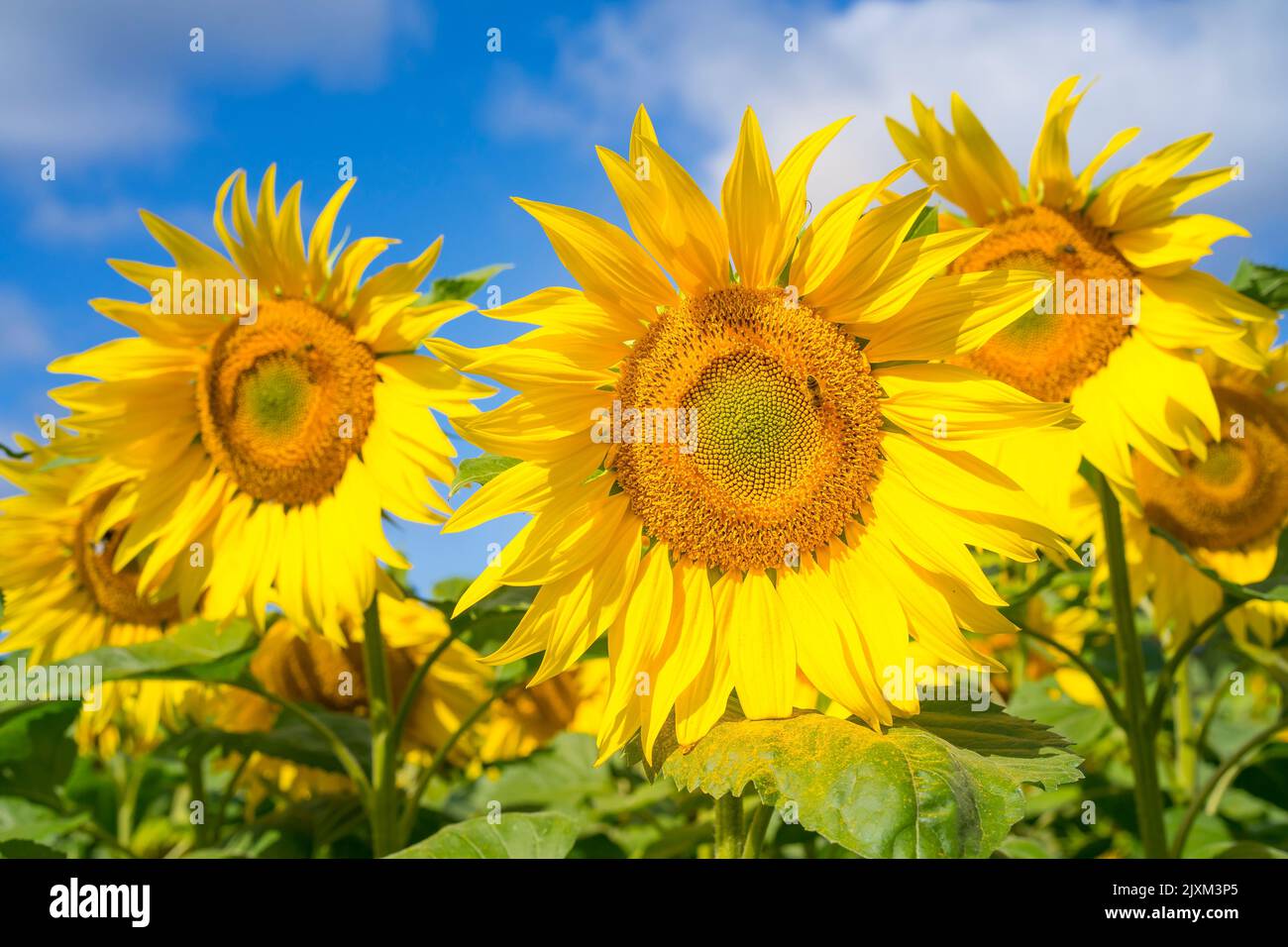 front view close-up sunflower head in a field of sunflowers and a blue sky background. Stock Photo
