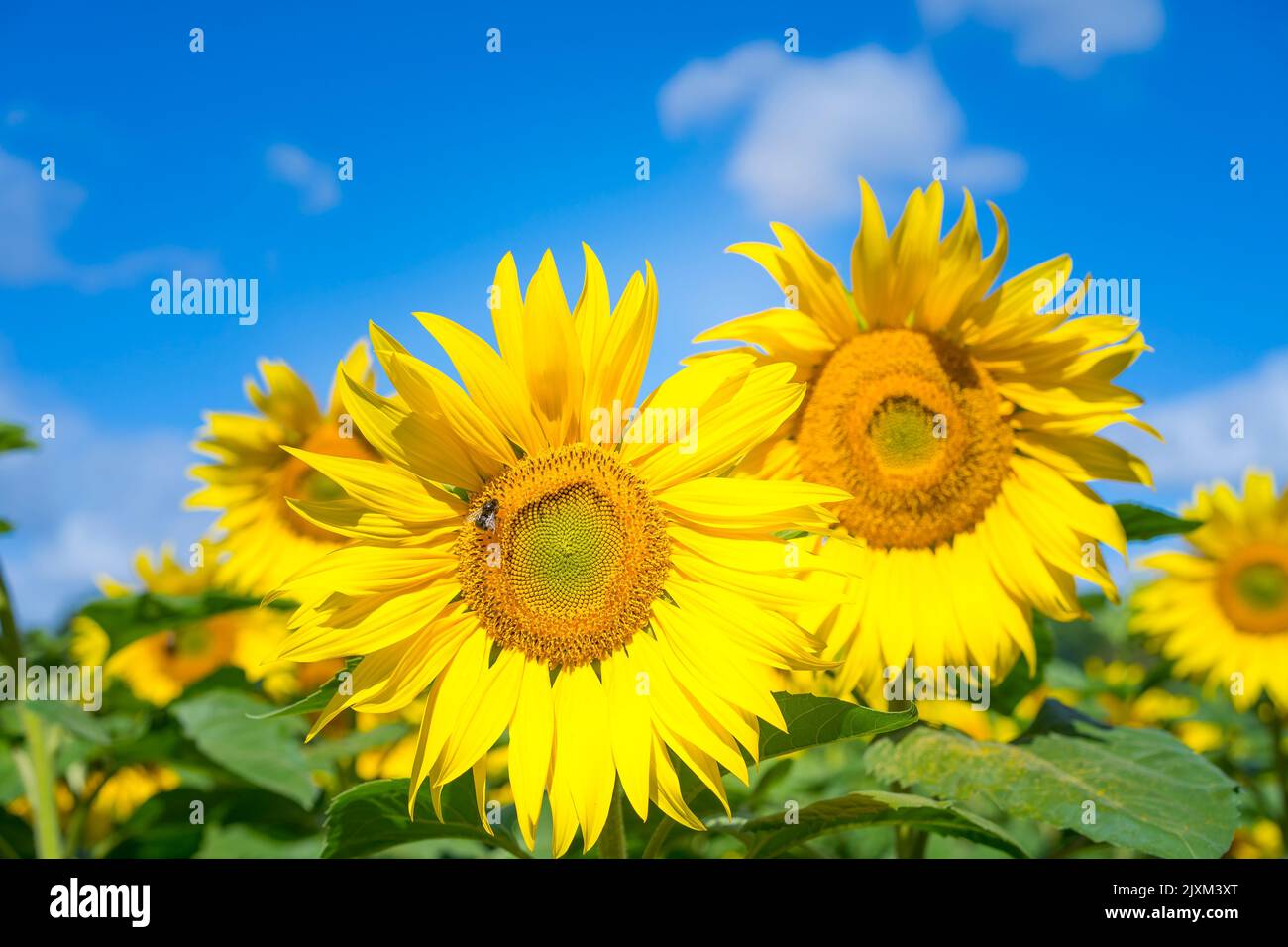 front view close-up sunflower head in a field of sunflowers and a blue sky background. Two bees sitting on the flower. Stock Photo