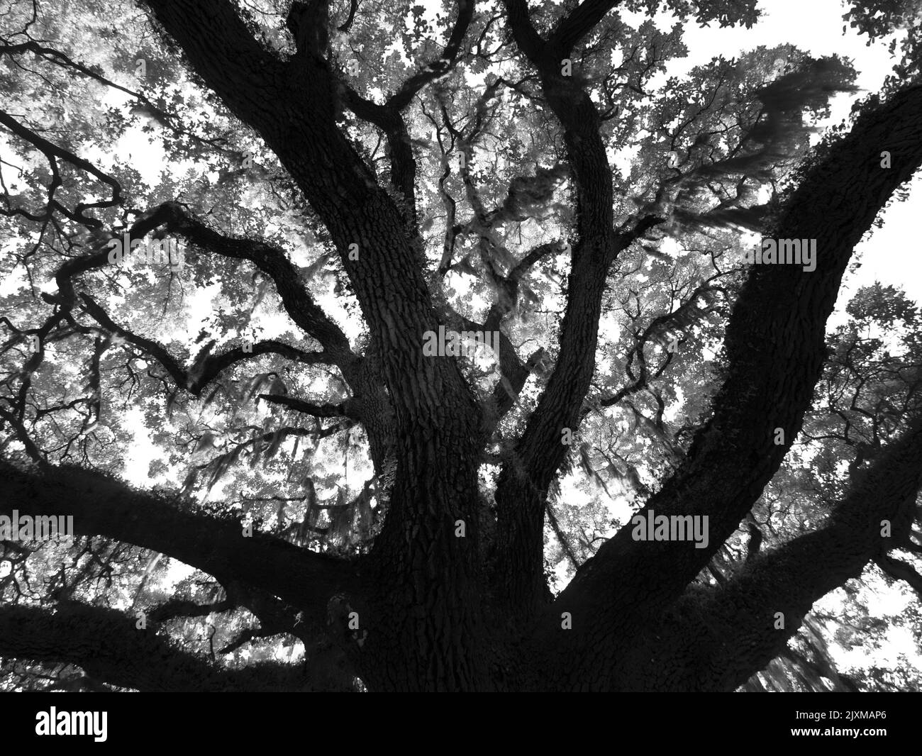 Infrared Red black and white image of a Live Oak tree in Washington Oaks Gardens State Park in Florida USA Stock Photo