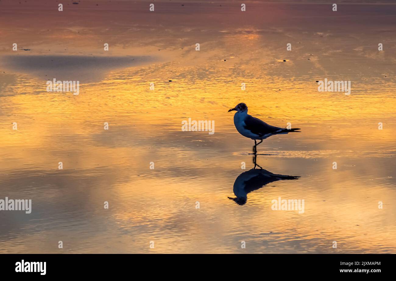 A seagull and his reflection in water on the seashoe silhouetted aganist orange water at sunset Stock Photo