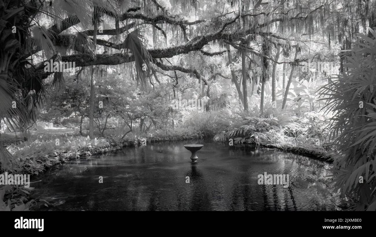 Infrared Red black and white image of the pond in Washington Oaks Gardens State Park in Florida USA Stock Photo