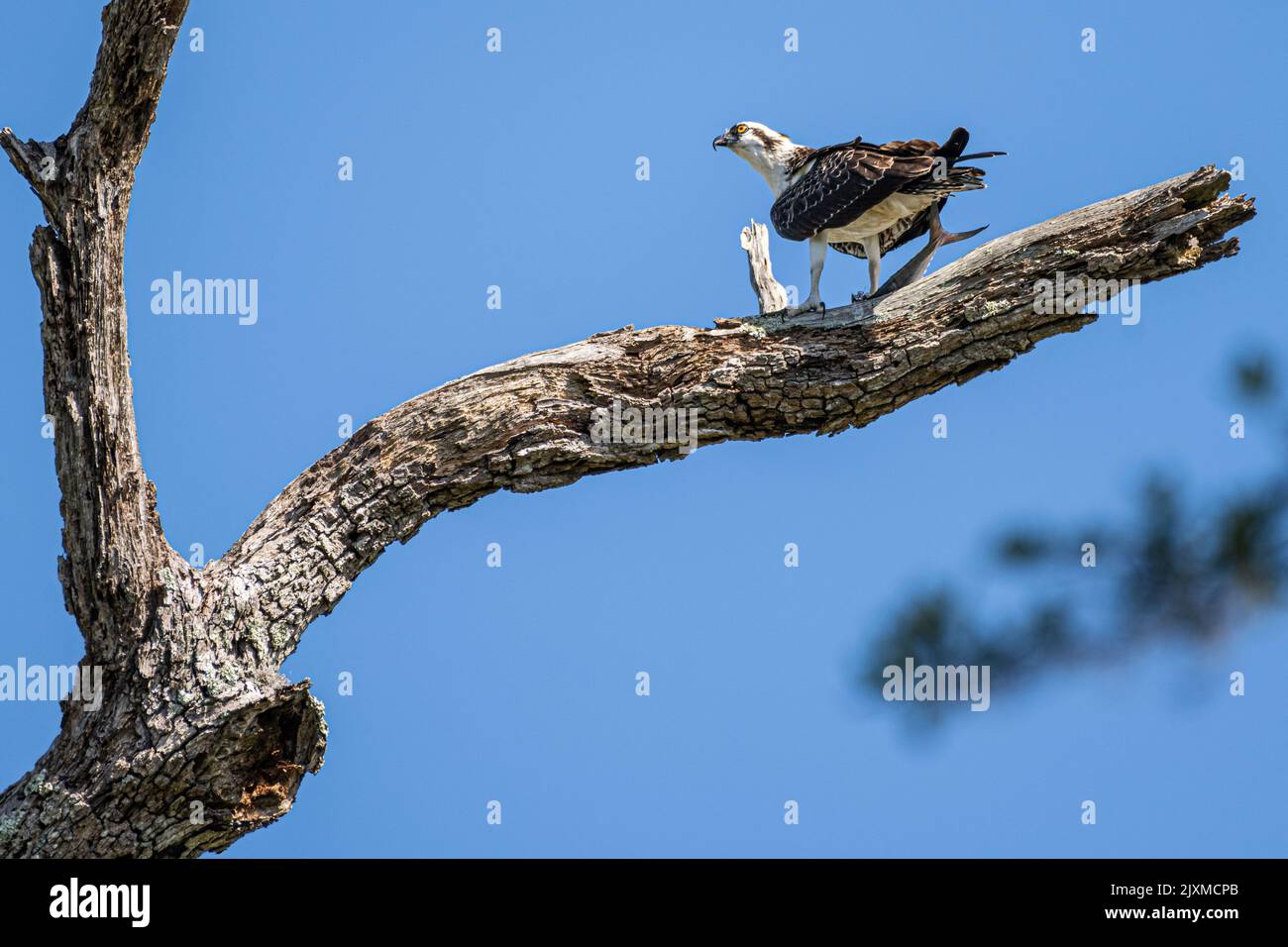 Osprey (Pandion haliaetus) clutching a recently caught fish at Cradle Creek Preserve in Jacksonville Beach, Florida. (USA) Stock Photo