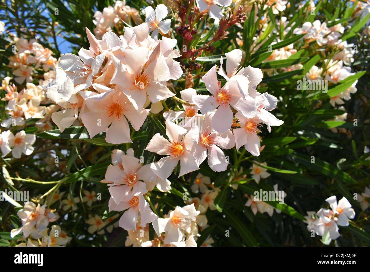 Light orange oleander flowers ( latin name Nerium oleander) , most commonly known as oleander or