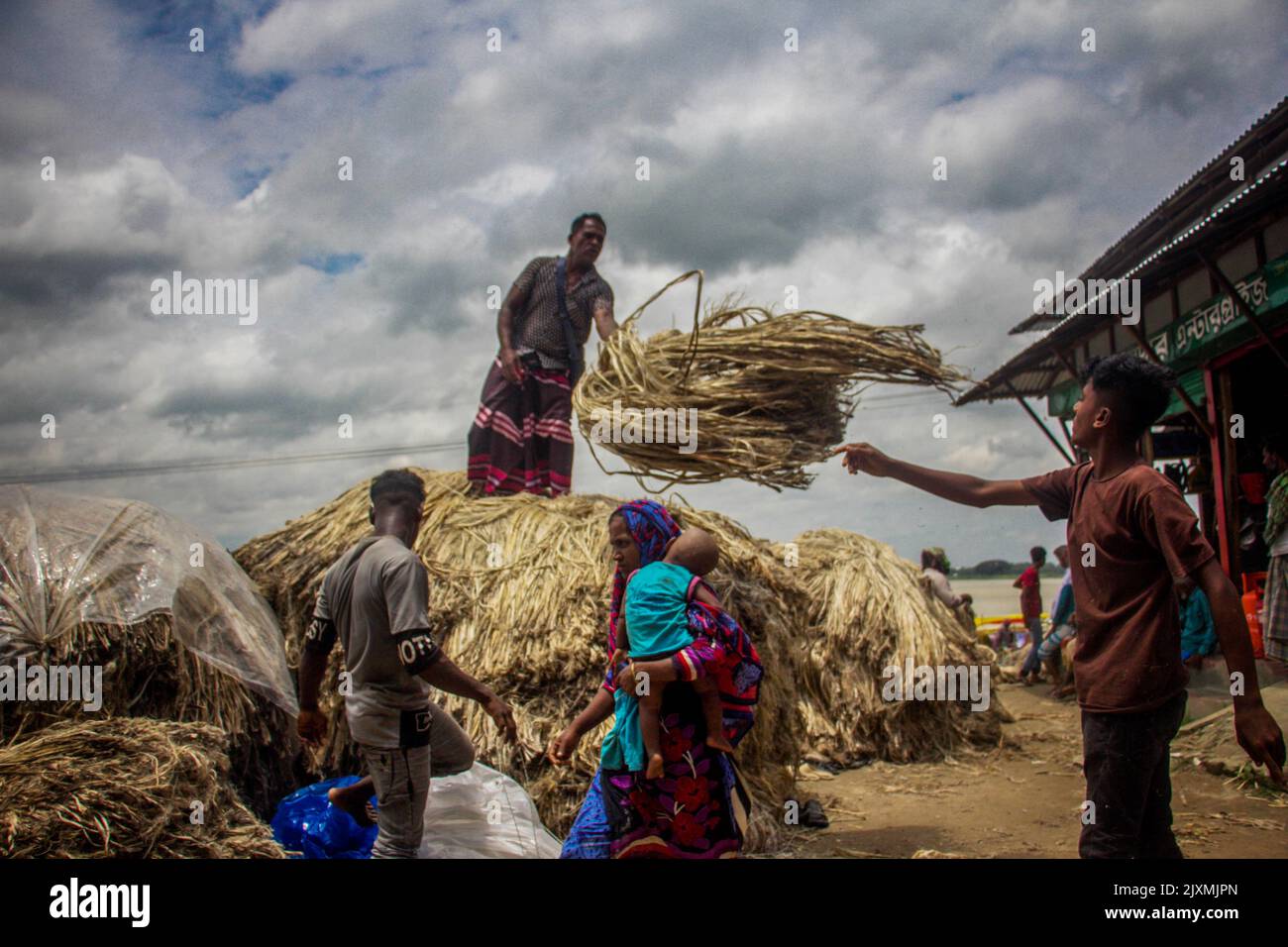 (8/19/2022) Jute dicotyledenous fibreyielding plant of the genus