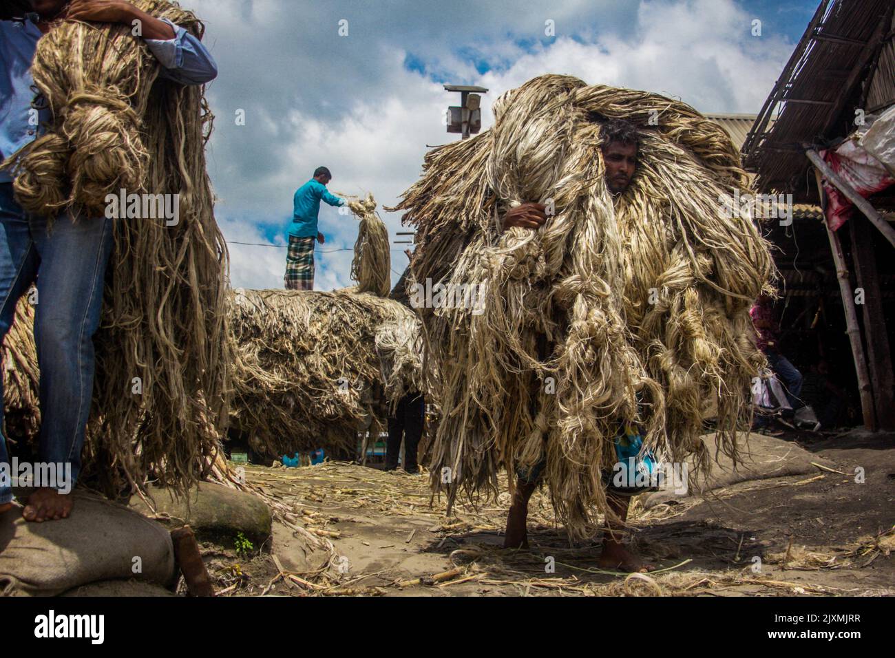 (8/19/2022) Jute dicotyledenous fibreyielding plant of the genus