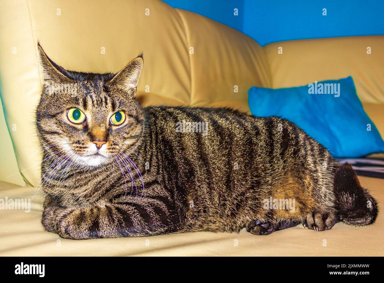 Cute cat with big green eyes sits on white couch or sofa Stock Photo ...