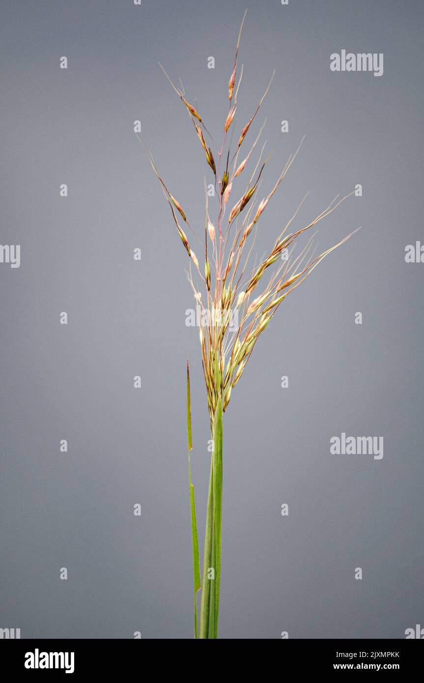 A single Chrysopogon wild grass isolated on gray background Stock Photo