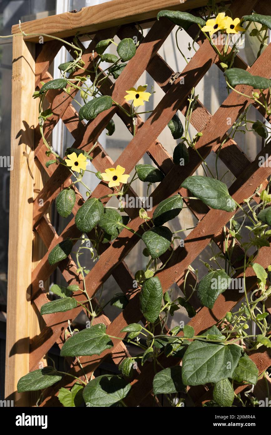 Thunbergia alata - black-eyed Susan vine growing on a trellis. Stock Photo