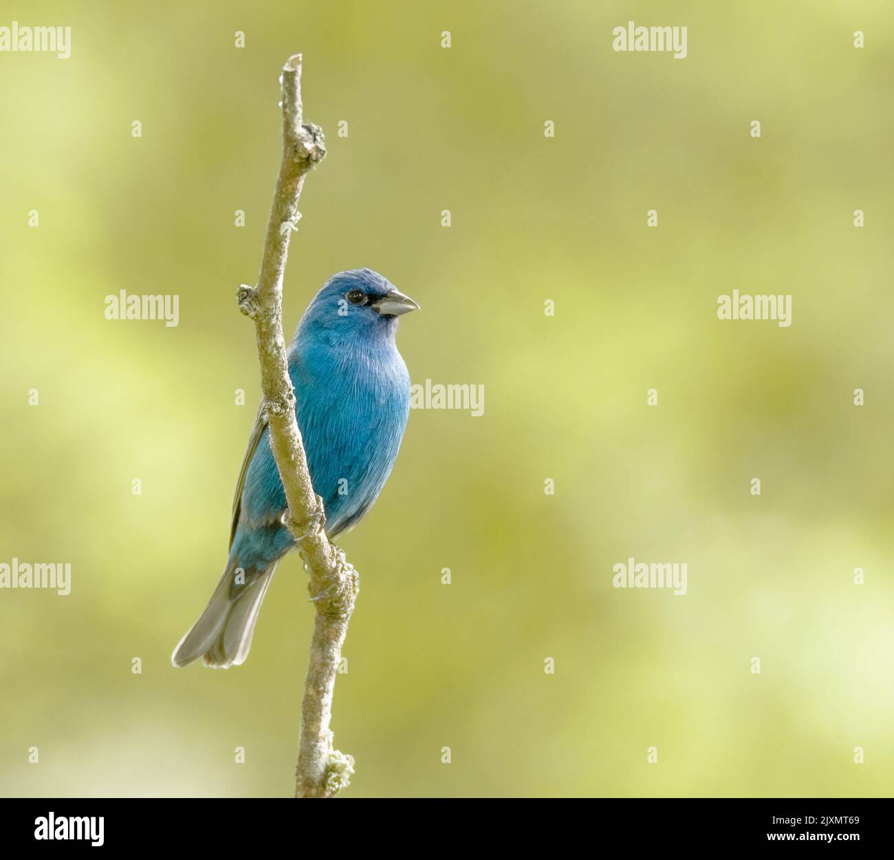Colorful indigo hi-res stock photography and images - Alamy