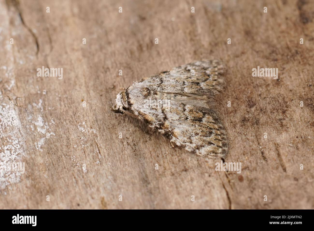 Closeup on the Small black arches moth, Meganola strigula sitting on wood Stock Photo