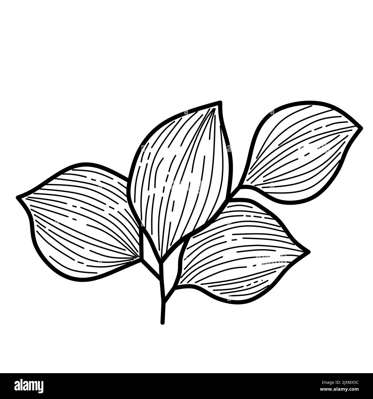 oval-shaped leaves on a white background Stock Photo - Alamy