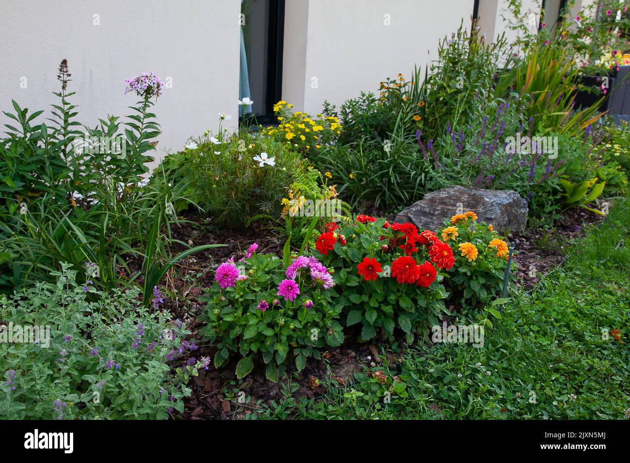 Dahlias planted in the garden. Selection of dahlia , red, pink and yellow planted in flower borders. Around them is catmint catnip , nepeta, salvea, c Stock Photo