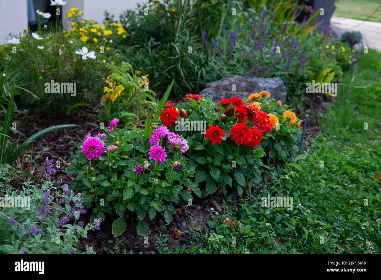 Dahlias planted in the garden. Selection of dahlia , red, pink and yellow planted in flower borders. Around them is catmint catnip , nepeta, salvea, c Stock Photo