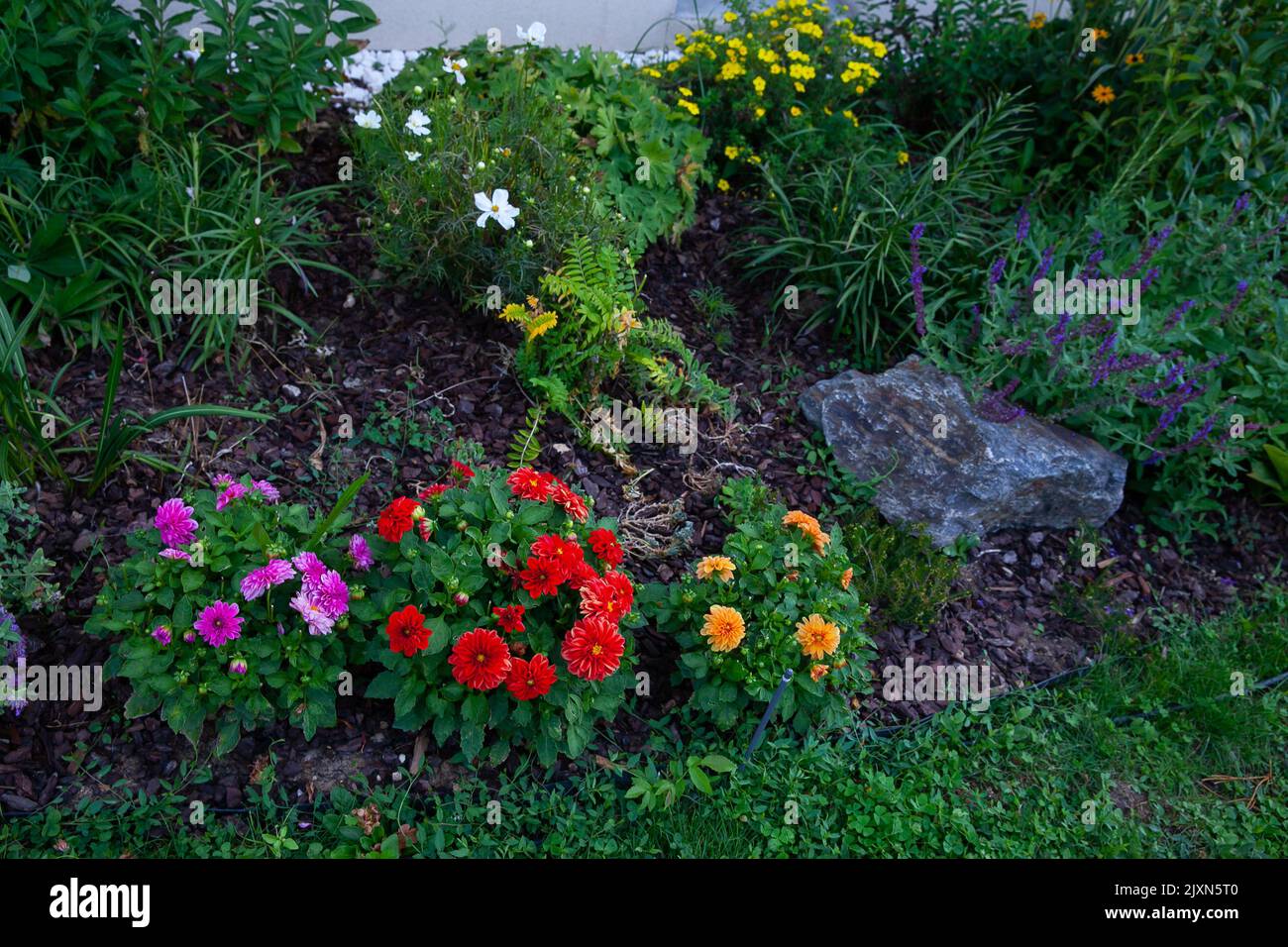 Dahlias planted in the garden. Selection of dahlia , red, pink and yellow planted in flower borders. Around them is catmint catnip , nepeta, salvea, c Stock Photo