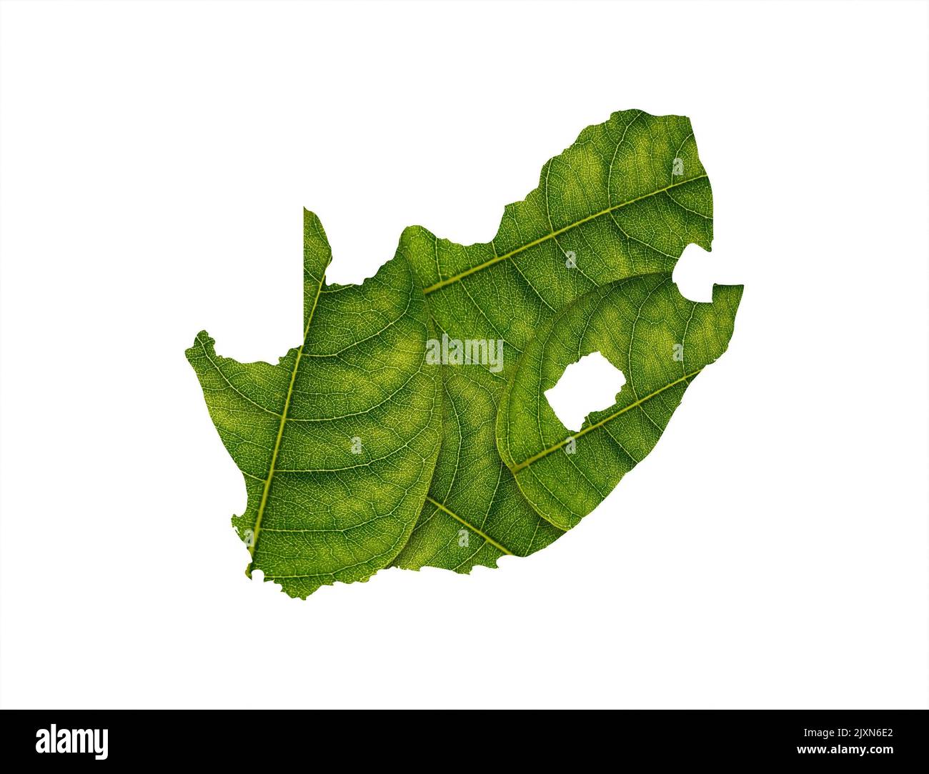 South Africa map made of green leaves on white background ecology ...