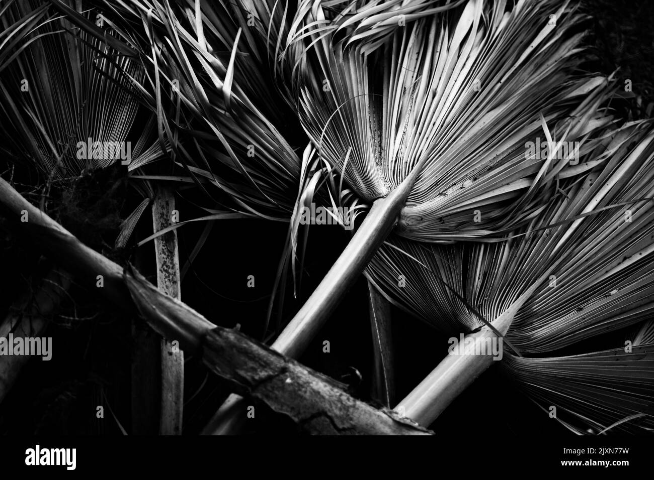 A grayscale shot of palm tree leaves, perfect for wallpaper Stock Photo