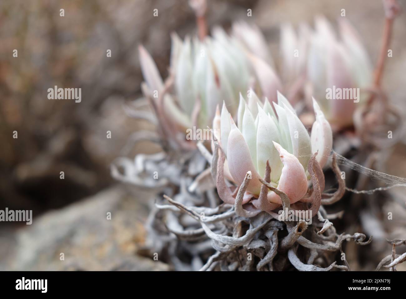 A close-up shot of Dudleya caespitosa plant Stock Photo