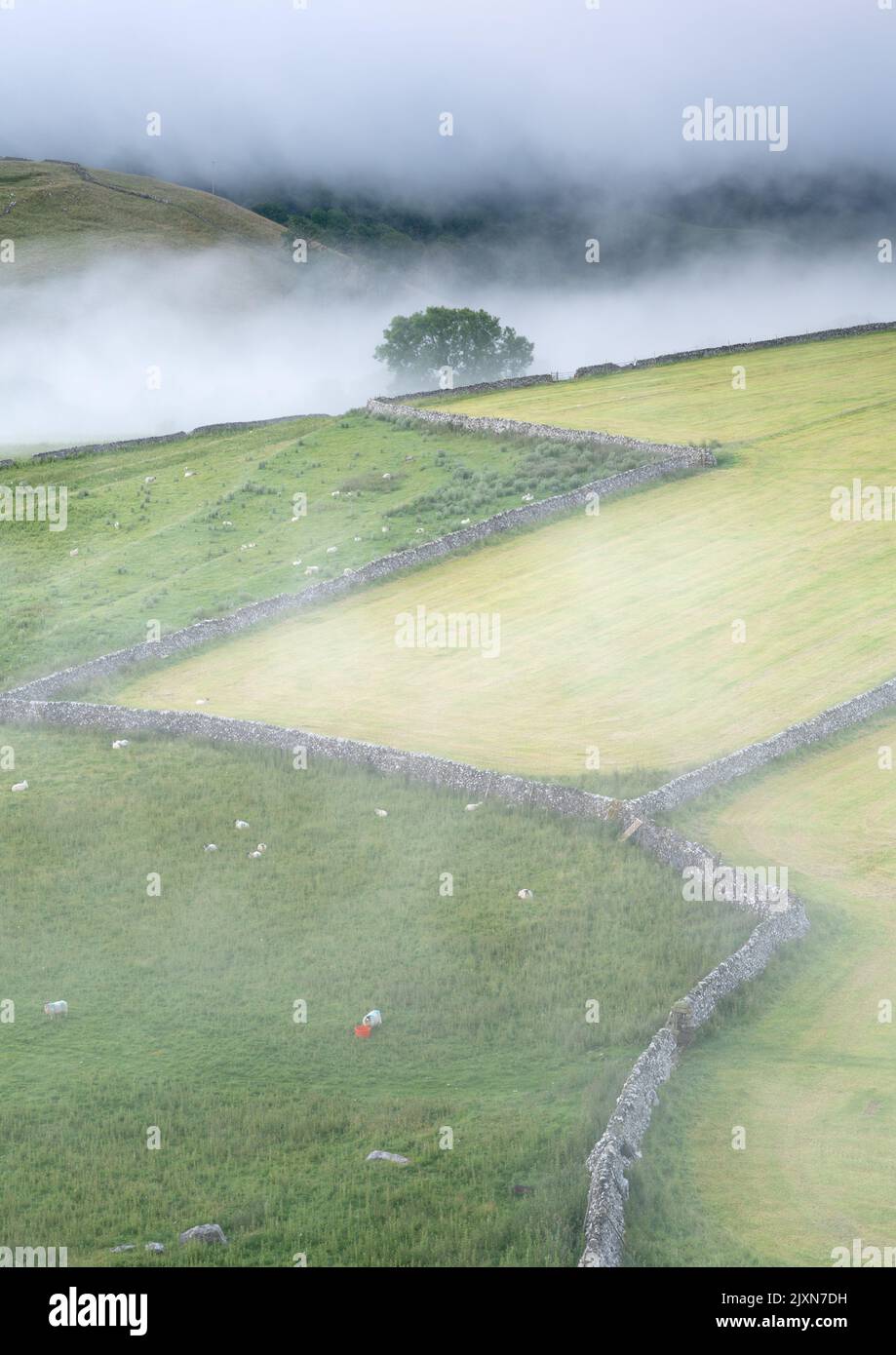 Dry stone walls zig zag towards a small copse on a foggy summer morning in Malhamdale. Stock Photo