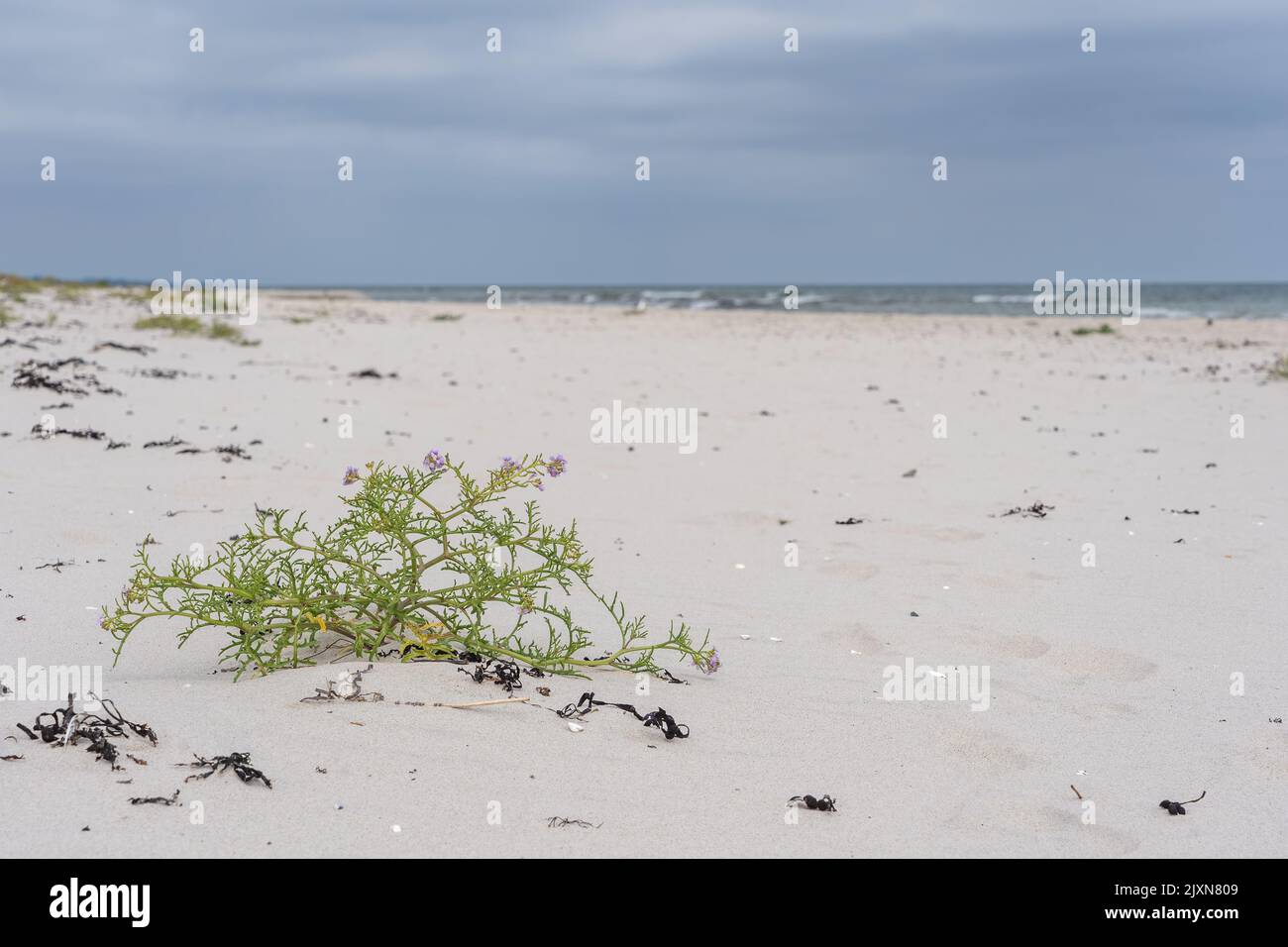 A close-up shot of Cakile maritima bush on a beach Stock Photo