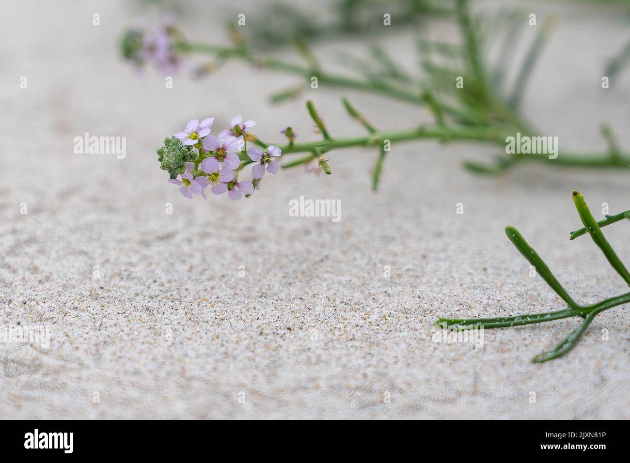 A close-up shot of Cakile maritima bush on a beach Stock Photo