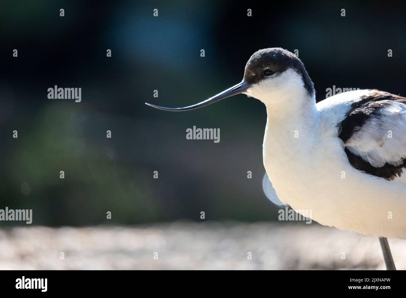 A side view of Pied avocet bird with long sharp bill on blur background Stock Photo