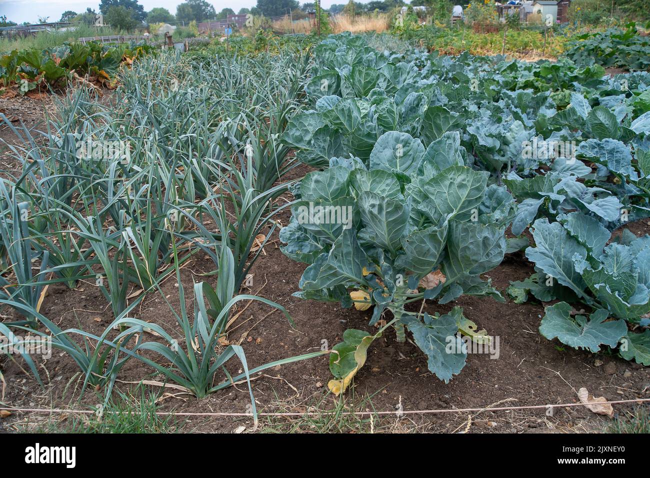Leeks growing containers hires stock photography and images Alamy