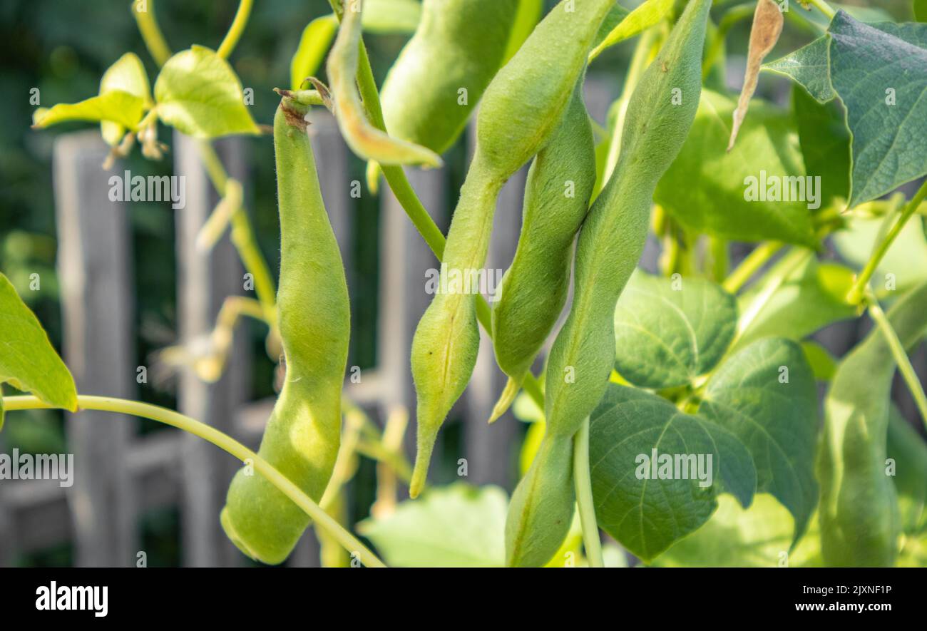 Yard long bean plants hi-res stock photography and images - Alamy