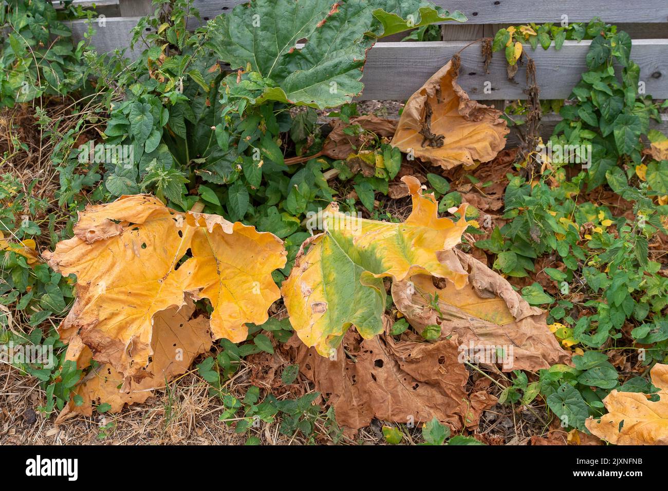 Rhubarb yellowing leaves hires stock photography and images Alamy