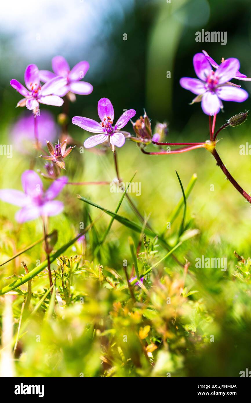 A vertical of small purple flowers in the field Stock Photo - Alamy