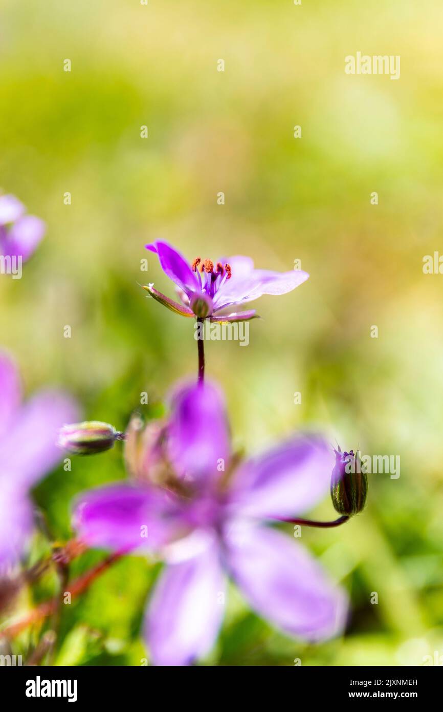 A vertical of small purple flowers in the field Stock Photo - Alamy