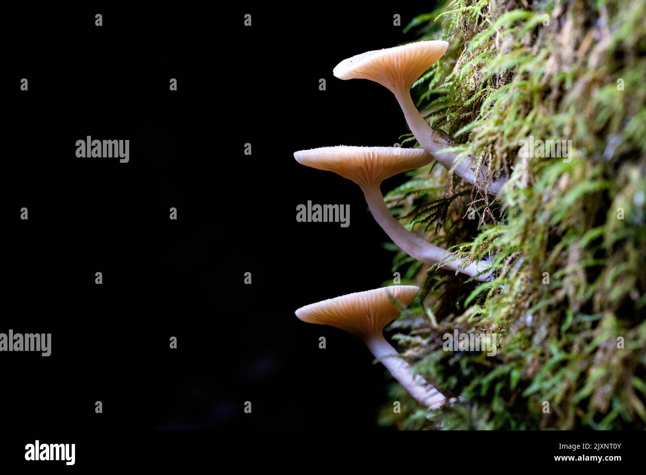 Three tiny backlit mushrooms growing on a mossy tree trunk - Pisgah National Forest, Brevard, North Carolina, USA Stock Photo