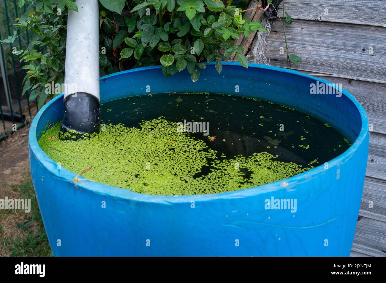 Water butts in garden fruit plants hires stock photography and images