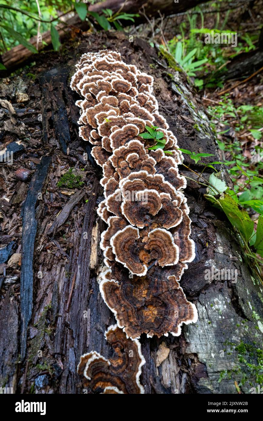 Turkey Tail Mushroom (Trametes versicolor) growing on fallen tree  trunk - Sycamore Cove Trail, Pisgah National Forest, near Brevard, North Carolina, Stock Photo