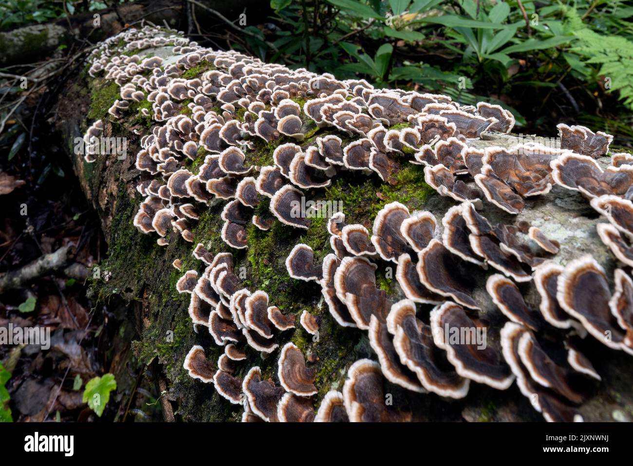 Close-up of Turkey Tail Mushroom (Trametes versicolor) - Pisgah National Forest, near Brevard, North Carolina, USA [Shallow Depth of Field] Stock Photo