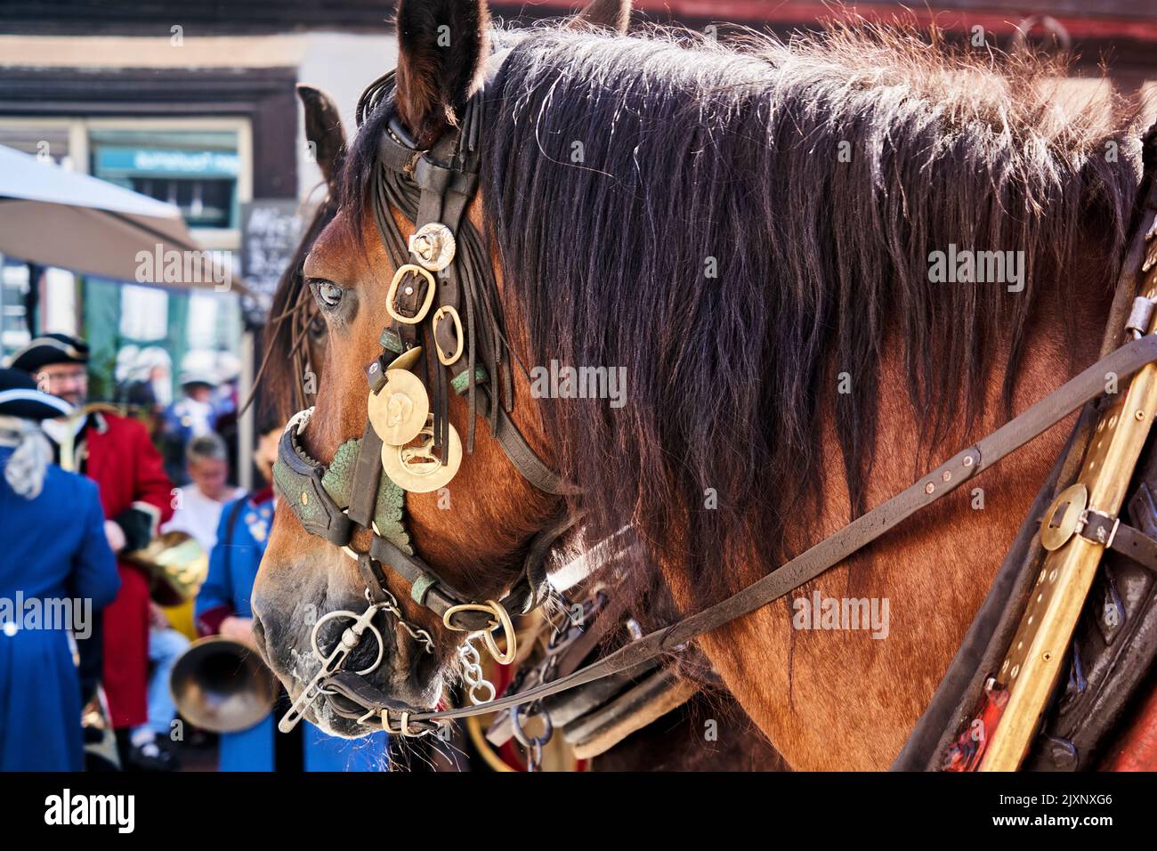 Head of a horse with richly decorated harness and festive heavy bridle Stock Photo