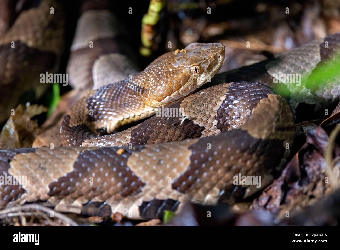 Close-up of eastern copperhead (Agkistrodon contortrix) - Pisgah National Forest, Brevard, North Carolina, USA Stock Photo