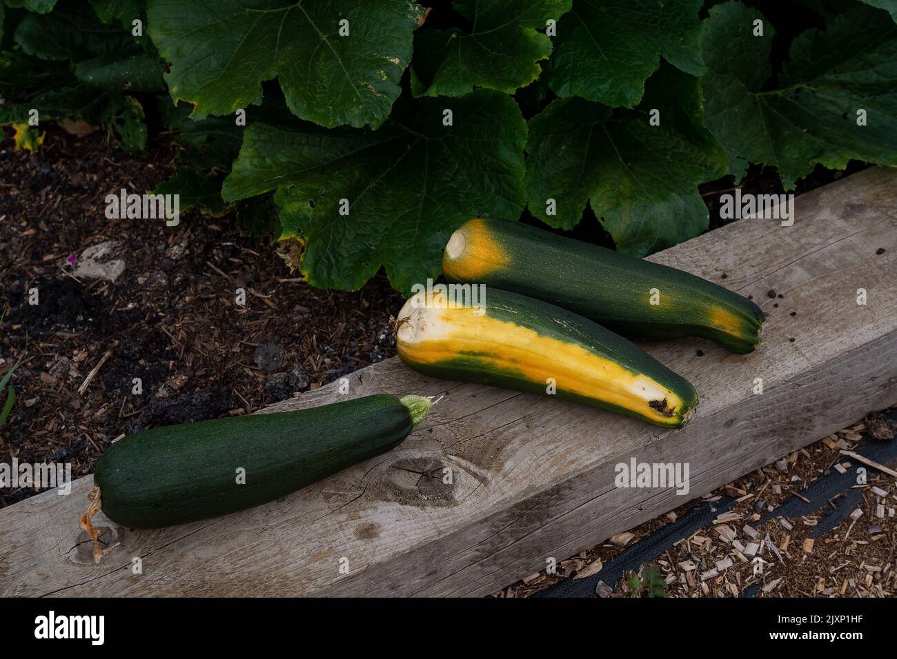 Growing courgettes in containers hires stock photography and images