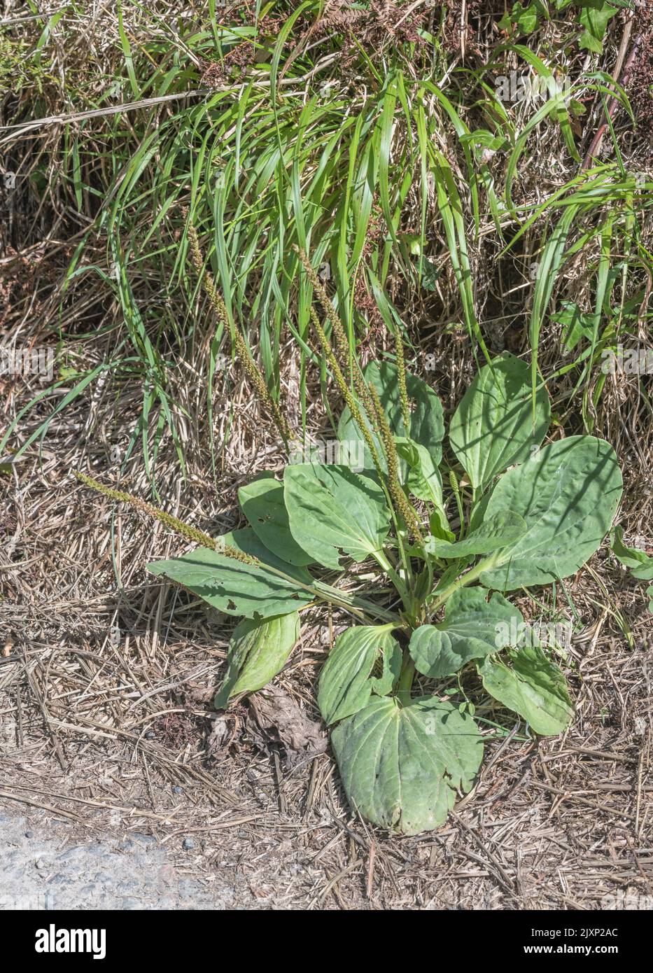 Leaves / foliage of Greater Plantain / Plantago major at the side of a field. Sometimes foraged and cooked as a survival food & former medicinal plant Stock Photo