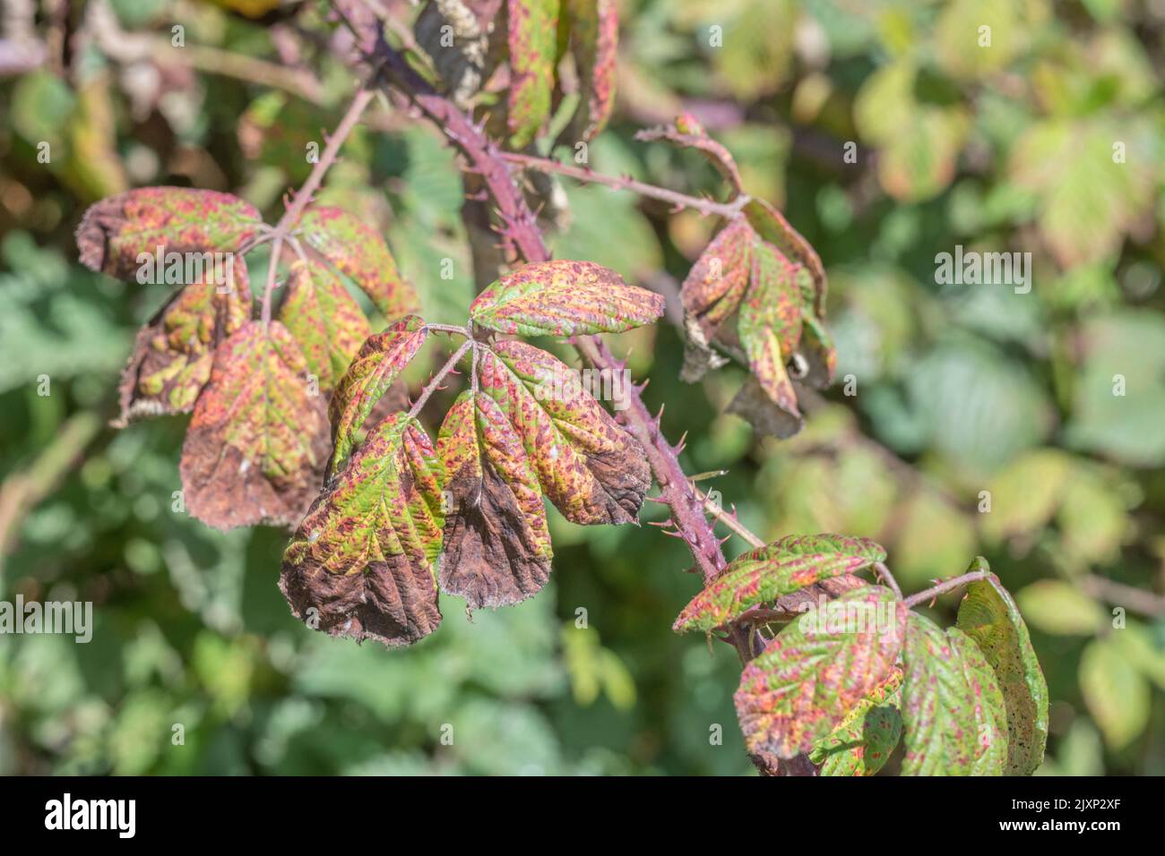 Close-up of a vividly coloured Bramble leaves with what is probably violet bramble rust caused by the fungus Phragmidium violaceum. Plant disease. Stock Photo