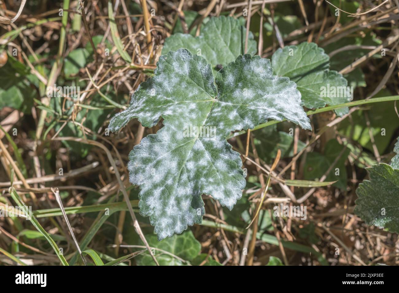 Hogweed / Heracleum sphondylium leaf covered in powdery white mildew. For plant health, diseased plants. Stock Photo