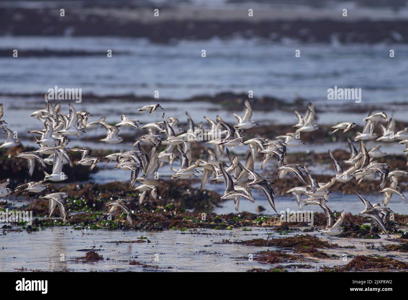 Flock of sanderlings in flight over northern portuguese rocky coast